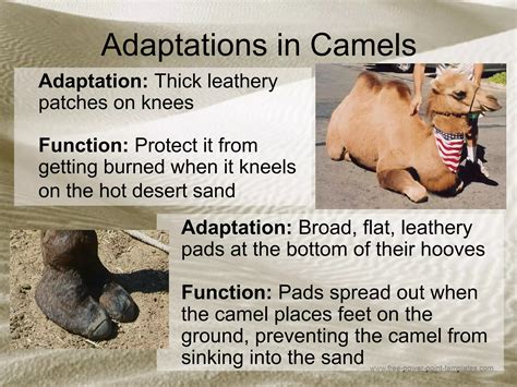 Adaptations in camels 5.10 a | PPT | Free Download