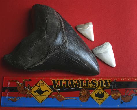 File:Megalodon tooth with great white sharks teeth.jpg - Wikipedia