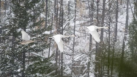 Climate change, habitat loss threaten iconic bird species | Hungry ...