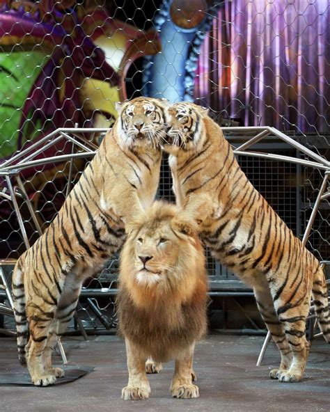 Letter: Retire tigers, lions from the circus