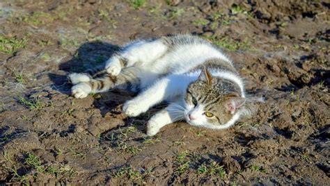 Blastomycosis In Cats: Symptoms, Causes, & Treatments - CatTime