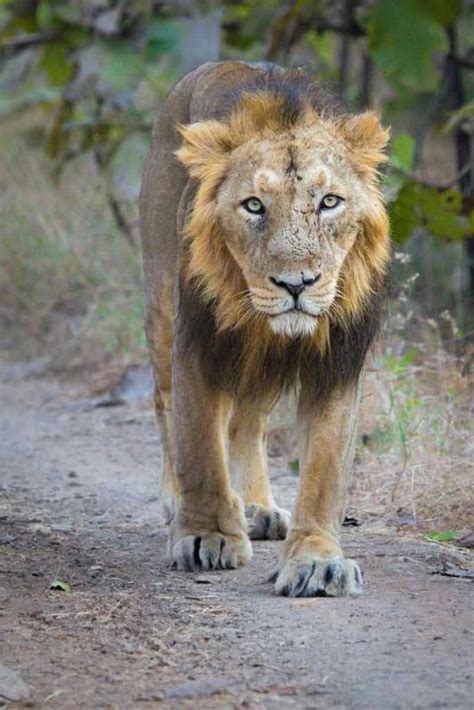 Asiatic Lion - the Pride of Gujarat - WildTrails | The One-Stop Destination for all your ...