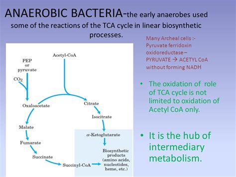 Best antibiotics for anaerobic bacteria