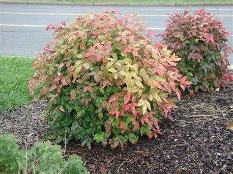 10 Dwarf Nandina Firepower plants ornamental shrub | Etsy