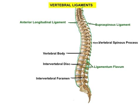 Anterior longitudinal ligament – Function, Injury, Calcification ...