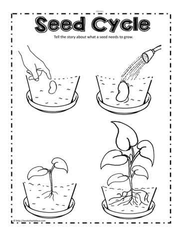 Plant Seed Cycle | Plant life cycle worksheet, Plants worksheets, Preschool worksheets