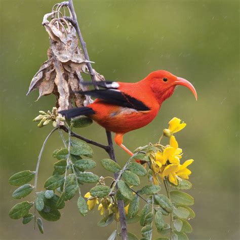 Invasive Species - Hawaiʻi Invasive Species