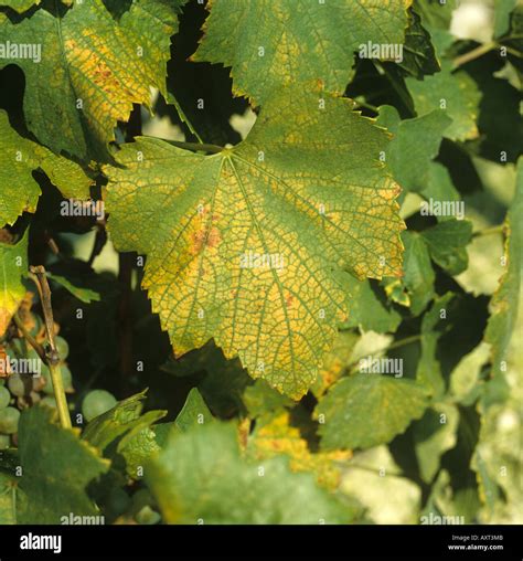 Two spotted spider mite Tetranychus urticae damage to grapevine Stock Photo: 9663114 - Alamy