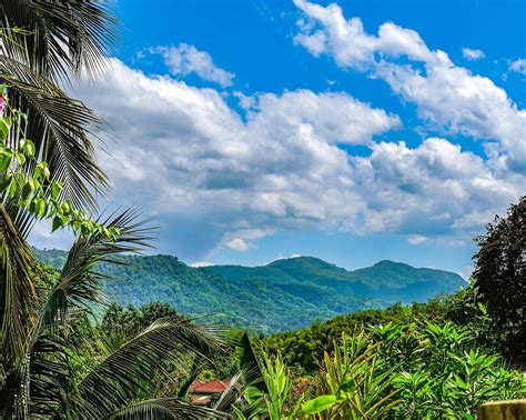 Blue Mountain Coffee: Best Jamaican Coffee Guide | Beaches