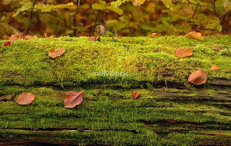 Abstract background of autumn leaves - Landscape - Landscape - Stock ...