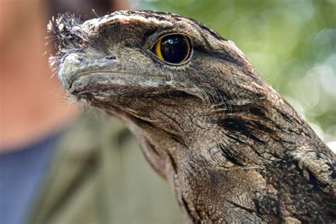 Tawny Frogmouth | The Maryland Zoo