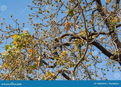 Mahua Madhuca Longifolia Tree and Flowers Stock Image - Image of summer, laden: 142854445