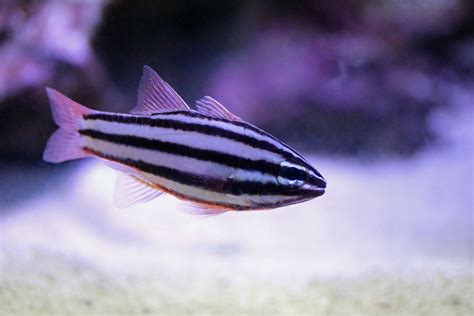 Striped cardinalfish – Species – Two Oceans Aquarium | Official Tickets | Cape Town South Africa