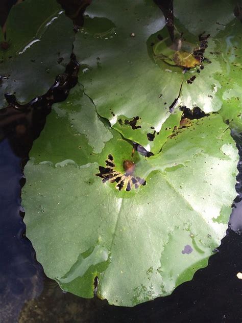 Injury to water lily leaf, cause undetermined | Flickr - Photo Sharing!