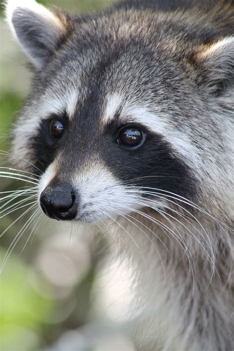 Everglades, Florida | Animal species, Woodland animals, Cute raccoon