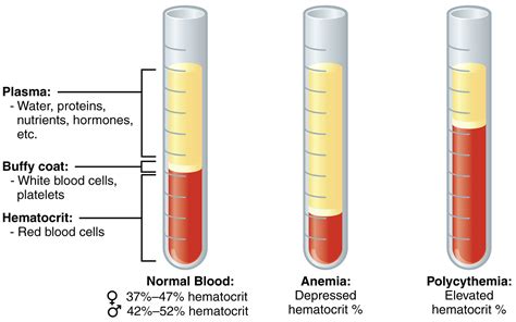 Hematocrit - Normal Range & Levels, Causes Of Low or High Hematocrit