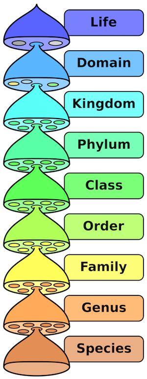 Birds | Classification, Order & Species Names - Lesson | Study.com