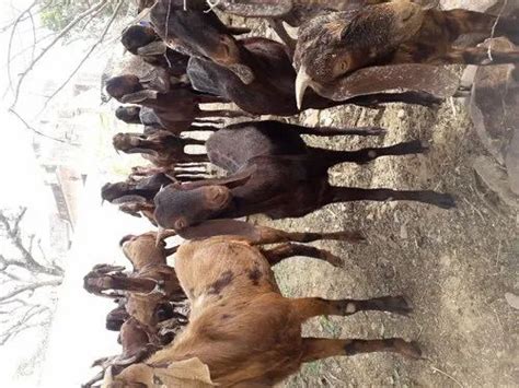 15Month Black Goat Farming sirohi Top quality, Meat, Weight: 60 at Rs ...