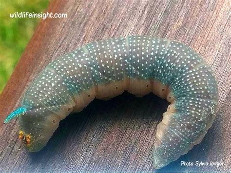 Lime Hawkmoth and caterpillar, Mimas tiliae | Wildlife Insight