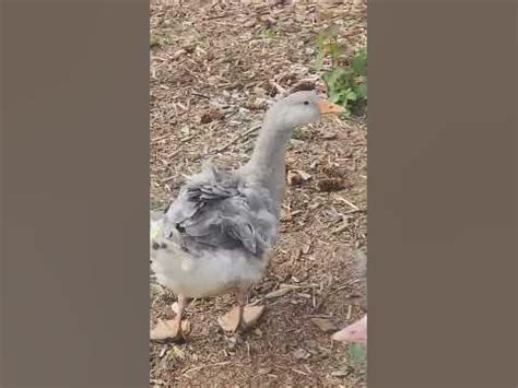 chunky goose stealing food - YouTube