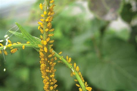 How You Can Stop Aphids By Understanding Their Interactions With Plants - Greenhouse Grower