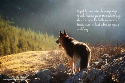 10 Best Pet Memorial Poems