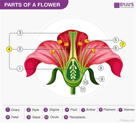 Draw The Diagram Of A Flower To Show It Male And Female Reproductive ...