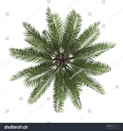 Palme træ top view isoleret hvid Stock-foto 659911045 | Shutterstock