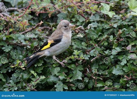 Juvenile goldfinch stock image. Image of garden, shrub - 97205521