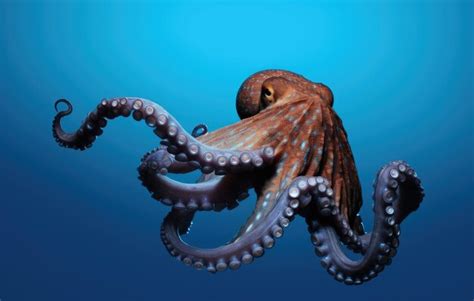 Premium Photo | Common octopus octopus vulgaris wildlife animal