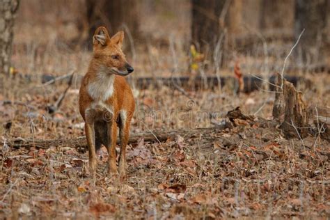 Indian Wild Dog Pose in the Nature Habitat in India Stock Photo - Image of glance, national ...