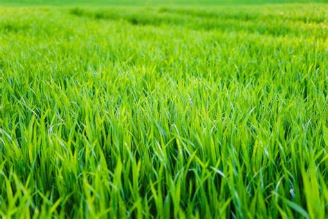 Green wheat field stock image. Image of crop, freshness - 54407907