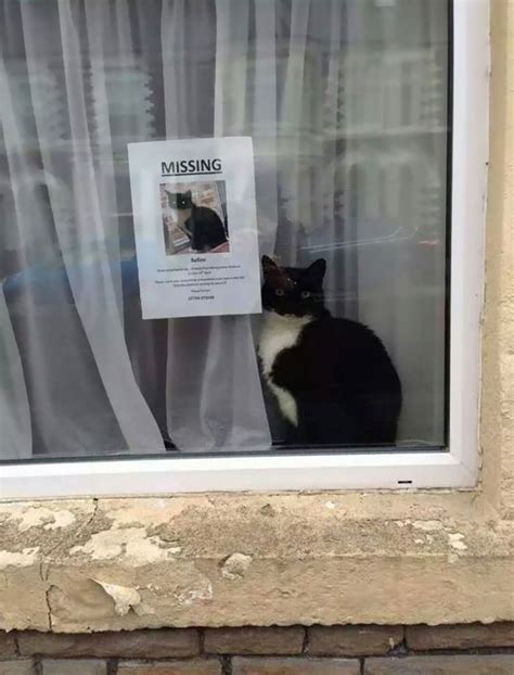 A Cat Went Missing And Later, Found Near Its Own ‘Missing Cat’ Poster