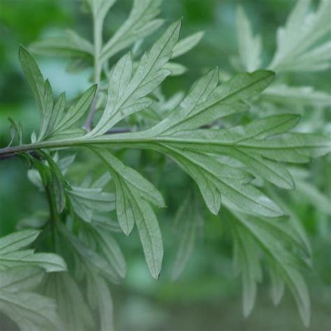 Mugwort Plant (Artemisia Argyi) - Plants - EssentHouse