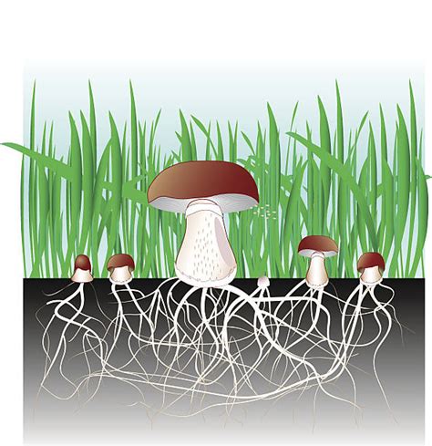 Mycelium Illustrations, Royalty-Free Vector Graphics & Clip Art - iStock