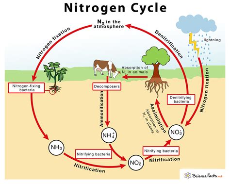 Ammonification Diagram