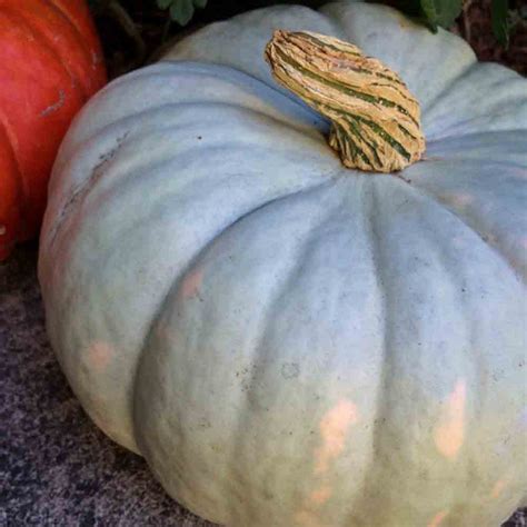 Heirloom Jarrahdale Pumpkin Seeds | Terroir Seeds