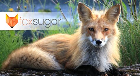 Fennec Fox | Fox Sugar