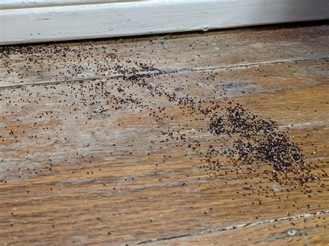 Are these termite droppings? : r/Termites