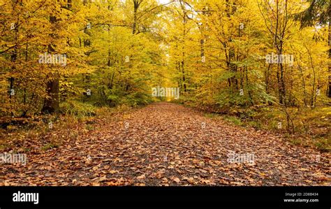 Forest color in Autumn Stock Photo - Alamy