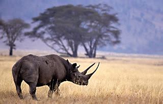 Black Rhinoceros