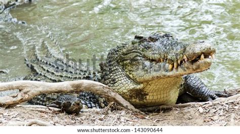 Crocodile's Head Camouflage: Over 82 Royalty-Free Licensable Stock Photos | Shutterstock