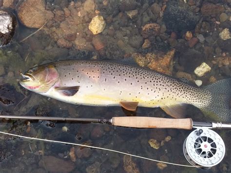 Yellowstone | Washington Fly Fishing Forum