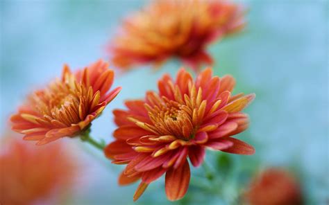 Chrysanthemum Wallpapers - Wallpaper Cave