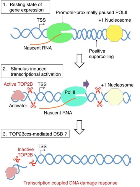 Chapter 12: DNA Damage and Repair - Chemistry