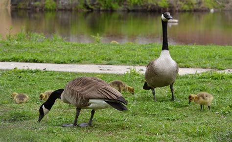 Woods Walks and Wildlife: Baby Geese Are Seriously Adorable