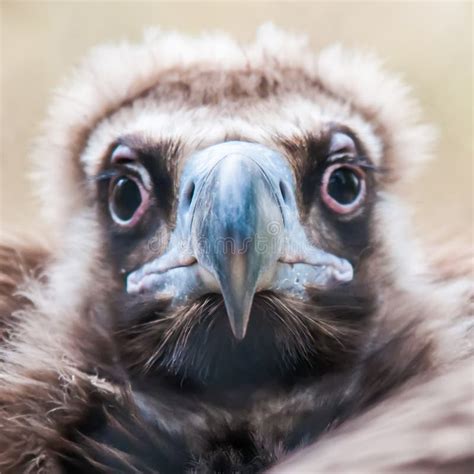 Young baby vulture raptor stock photo. Image of young - 40080722