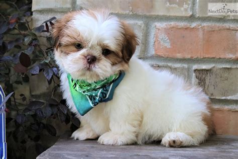 Shih Tzu puppy for sale near Monroe, Louisiana. | 11057e94-25d1