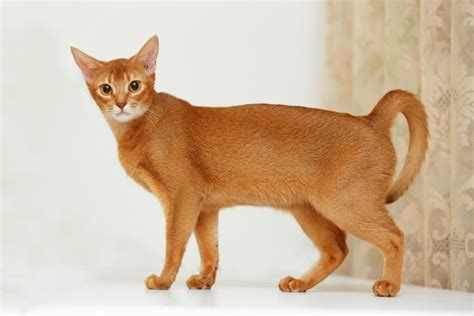 7 Egyptian Cat Breeds You'll Love (With Pictures) (With Pictures) | Pet Keen