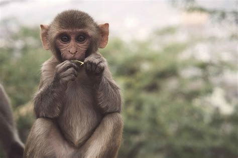 Difference Between Monkeys and Apes - Taman Safari Bali